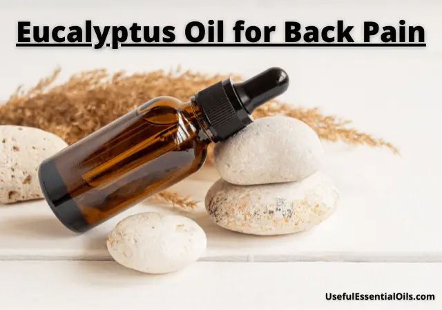 Eucalyptus Oil for Back Pain