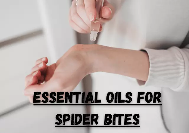 essential oils for spider bites